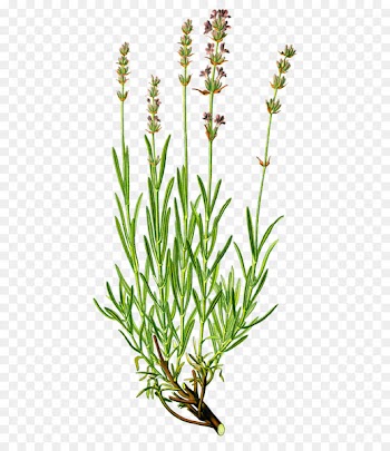 English Lavender, Herb, Plants, Flower, Flowering Plant PNG