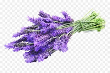 English lavender Lavandula latifolia Lavender oil Herbal distillate Essential oil - lavender 