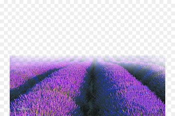 English lavender Purple Sky Wallpaper - Purple lavender 