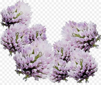 English lavender Subshrub -  