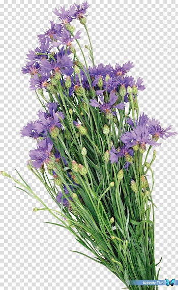 English lavender Watercolor painting Oil paint, painting transparent background PNG clipart