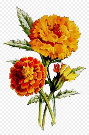 English marigold Floral design Oil Cut flowers Huile de noyaux -  