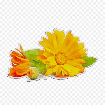 English marigold Lotion Cream Skin Moisturizer -  