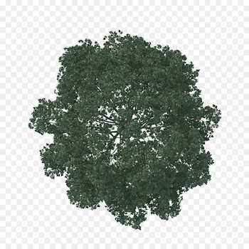 English oak Tree Architecture Pine Landscape - tree plan 