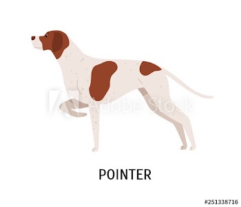 English Pointer