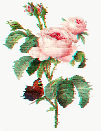 English rose with glitch effect design element | Free  transparent png - 2359601