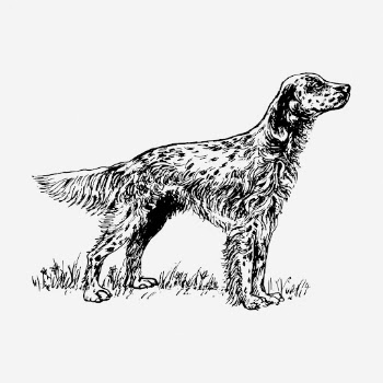 English setter dog hand drawn | Free Photo - rawpixel