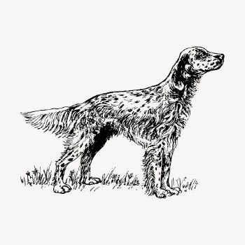 English setter dog hand drawn | Free Vector Illustration - rawpixel