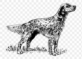 English setter png sticker, dog | Free PNG - rawpixel