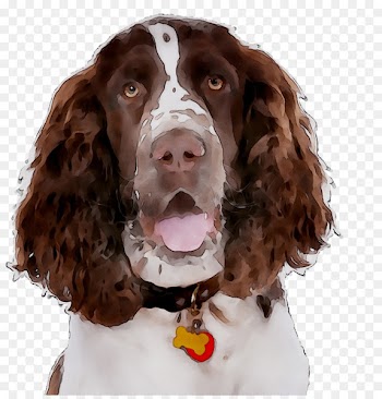 English Springer Spaniel Field Spaniel Welsh Springer Spaniel Boykin Spaniel Sussex Spaniel -  