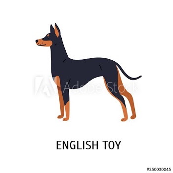 English Toy Terrier