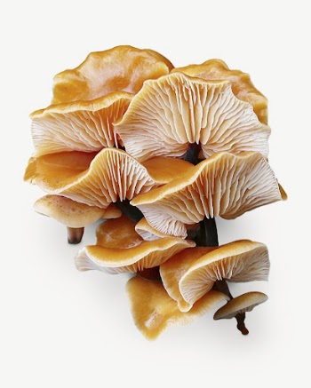 Enokitake mushrooms collage element psd | Free PSD - rawpixel