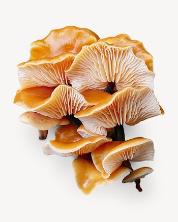 Enokitake mushrooms isolated design | Free Photo - rawpixel