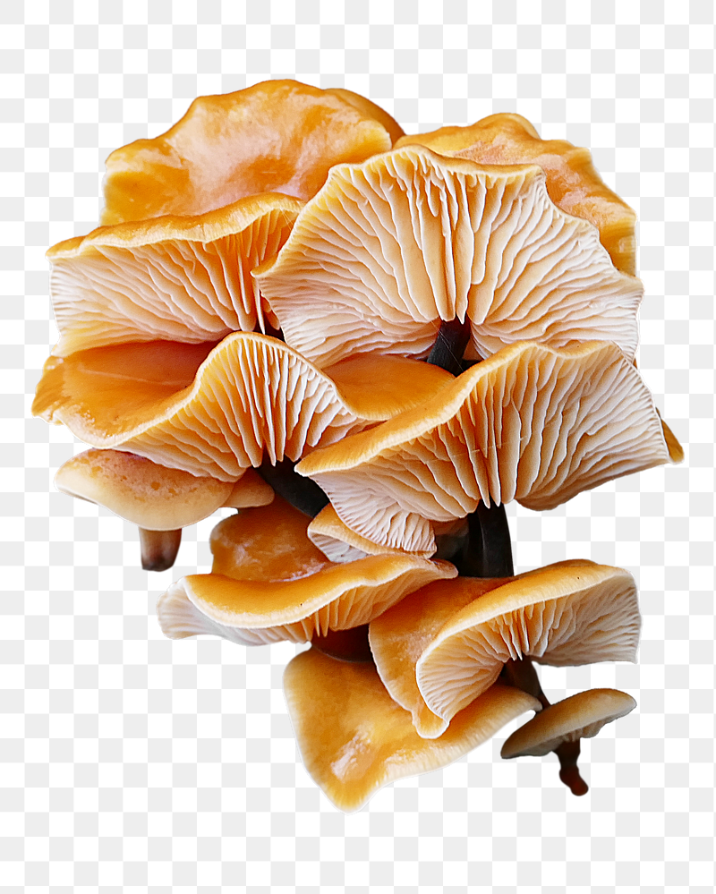 Enokitake mushrooms png sticker, transparent | Free PNG - rawpixel