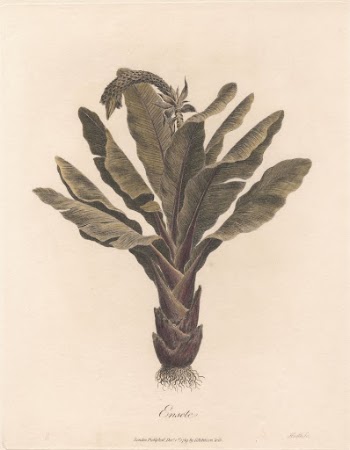 Ensete 1789 by James Heath | Free Photo - rawpixel