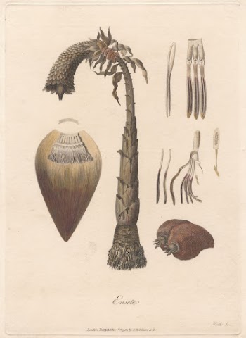 Ensete 1789 by James Heath | Free Photo - rawpixel