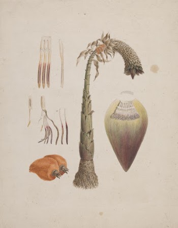 Ensete ventricosum  (Welw.) Cheesman | Free Photo - rawpixel