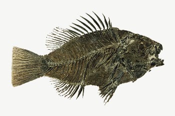 Eocene Sunfish fossil collage element | Free PSD - rawpixel