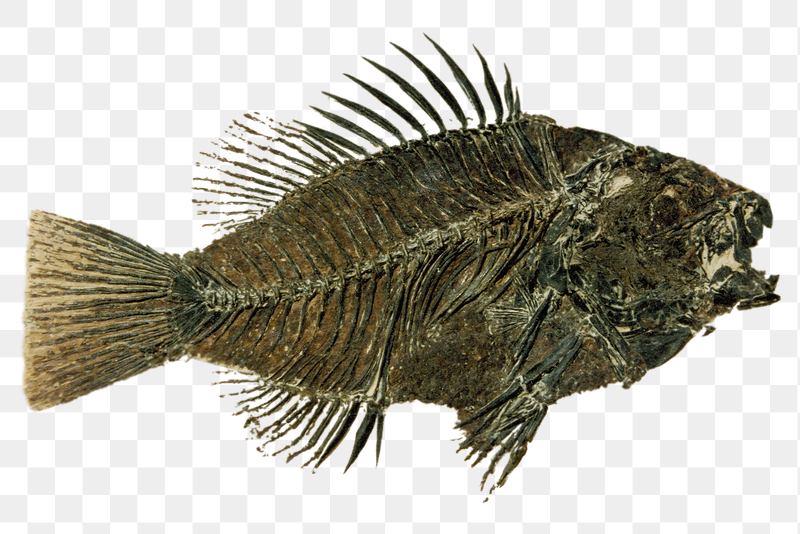 Eocene Sunfish fossil png sticker, | Free PNG - rawpixel
