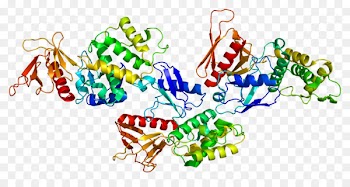 EPB41 Protein Red blood cell Cytoskeleton Gene -  