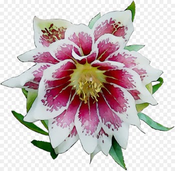 Epiphyllum Annual plant Cut flowers Plants -  