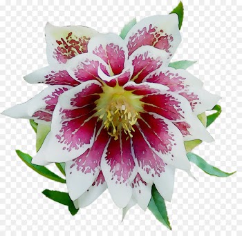 Epiphyllum Cut flowers -  