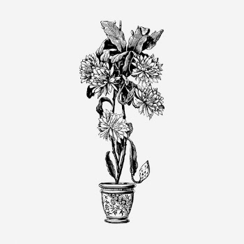Epiphyllum flower pot drawing, vintage | Free Photo - rawpixel
