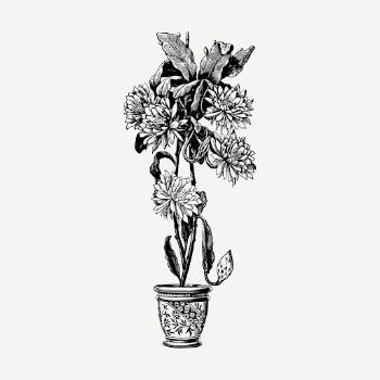 Epiphyllum flower pot drawing, vintage | Free PSD - rawpixel