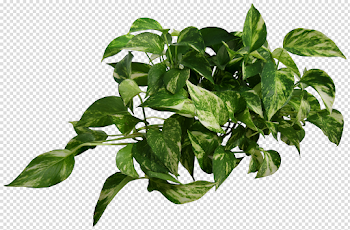 Epipremnum plant png image transparent background