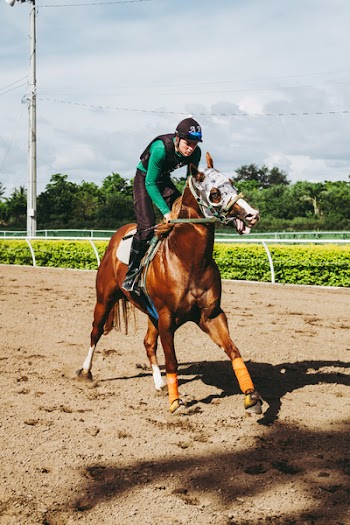Equestrian Riding Horse on Field