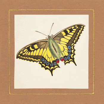 Equites Achivi Machaon Swallowtail (ca. | Free Photo Illustration - rawpixel