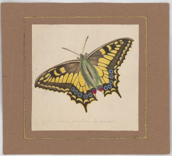 Equites Achivi Machaon Swallowtail (ca. | Free Photo - rawpixel