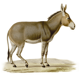 Equus asinus somaliensis | Free Photo - rawpixel