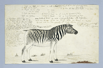 Equus quagga burchellii (Plains zebra) | Free Photo - rawpixel