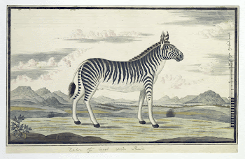 Equus zebra (Mountain zebra) (1786) | Free Photo - rawpixel