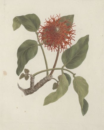 Erythrina abyssinica  DC. (Lucky | Free Photo - rawpixel
