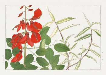 Erythrina & panicum flower, Japanese | Free Photo Illustration - rawpixel