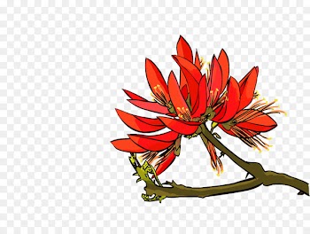 Erythrina variegata Erythrina crista-galli Image Erythrina corallodendron Clip art - azalea icon 