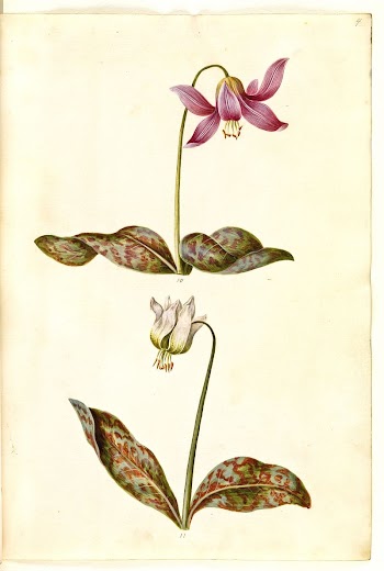 Erythronium dens-canis (true dog's tooth) | Free Photo - rawpixel