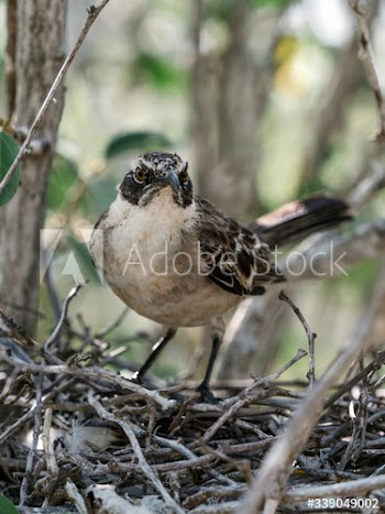 Espa√±ola Mockingbird