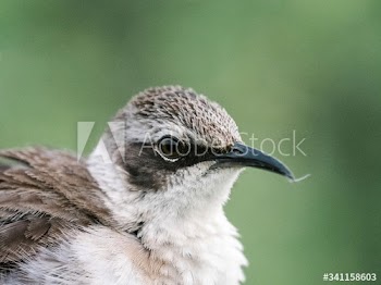 Espa√±ola¬†Mockingbird
