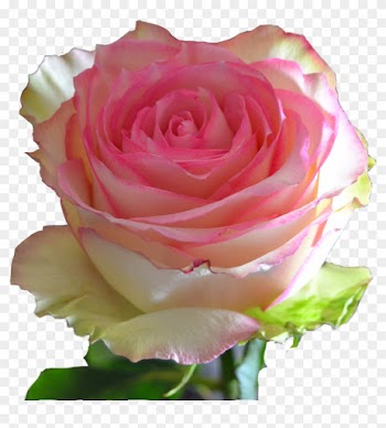 Esperance - Garden Roses
