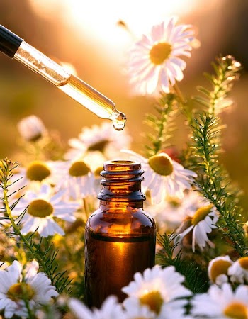 Essential Oil Droplet on Chamomile Flowers
