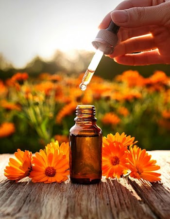Essential Oil Extraction with Marigolds