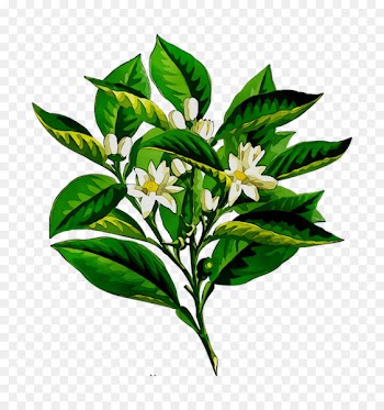 Essential oil Petitgrain Bitter orange Aromatherapy -  