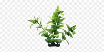 Esta Hermosa Planta Cola De Lagarto Aporta Un Aspecto - Fluval Lizard's Tail Plant For Aquarium, 16-inch