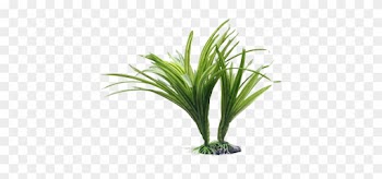 Esta Hermosa Planta Ácoro Estriado Aporta Un Aspecto - Fluval Plants