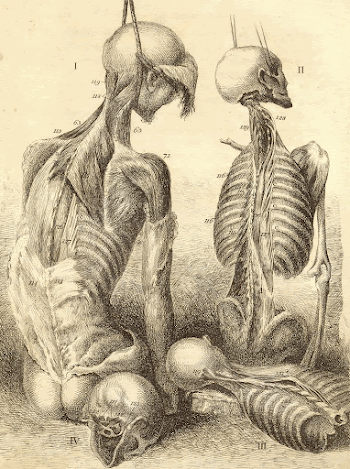 Etching of the bones, muscles, | Free Photo - rawpixel