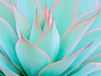 Ethereal Agave Leaves: A Macro Perspective