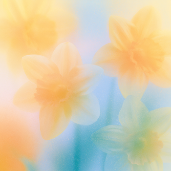 Ethereal Daffodil Dreams